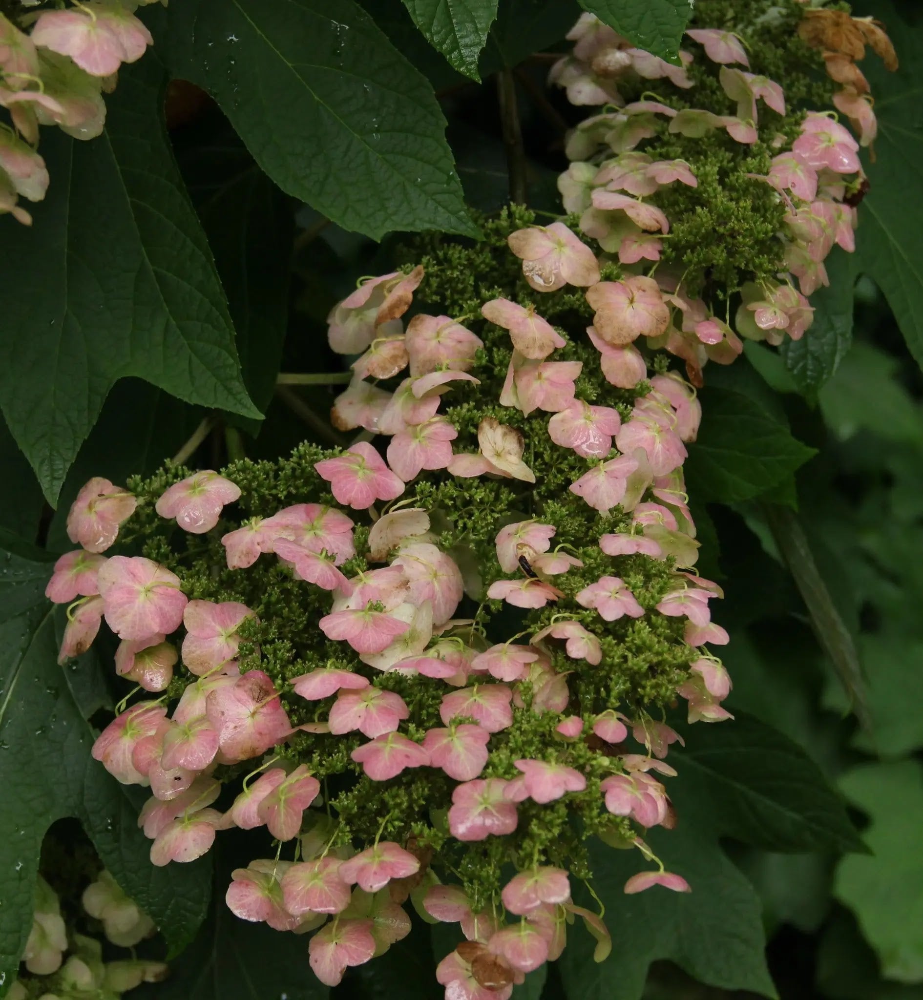 Fiori rosa di Hydrangea Alice