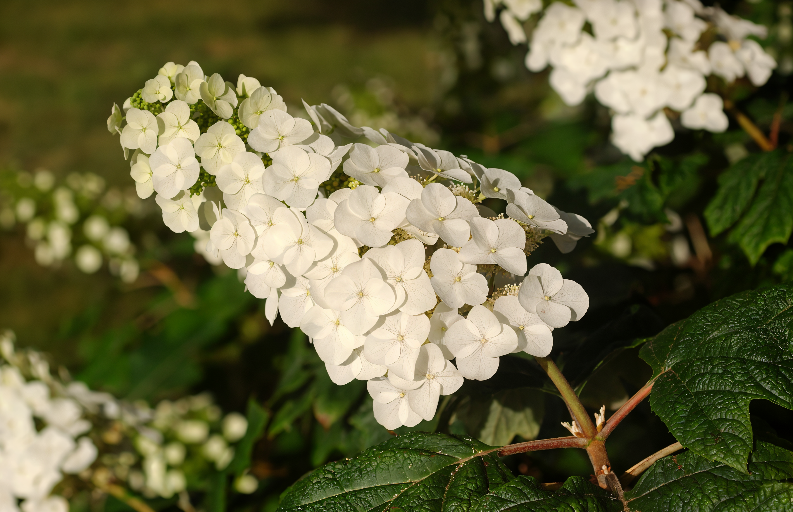 Fiori bianchi di Hydrangea Applause