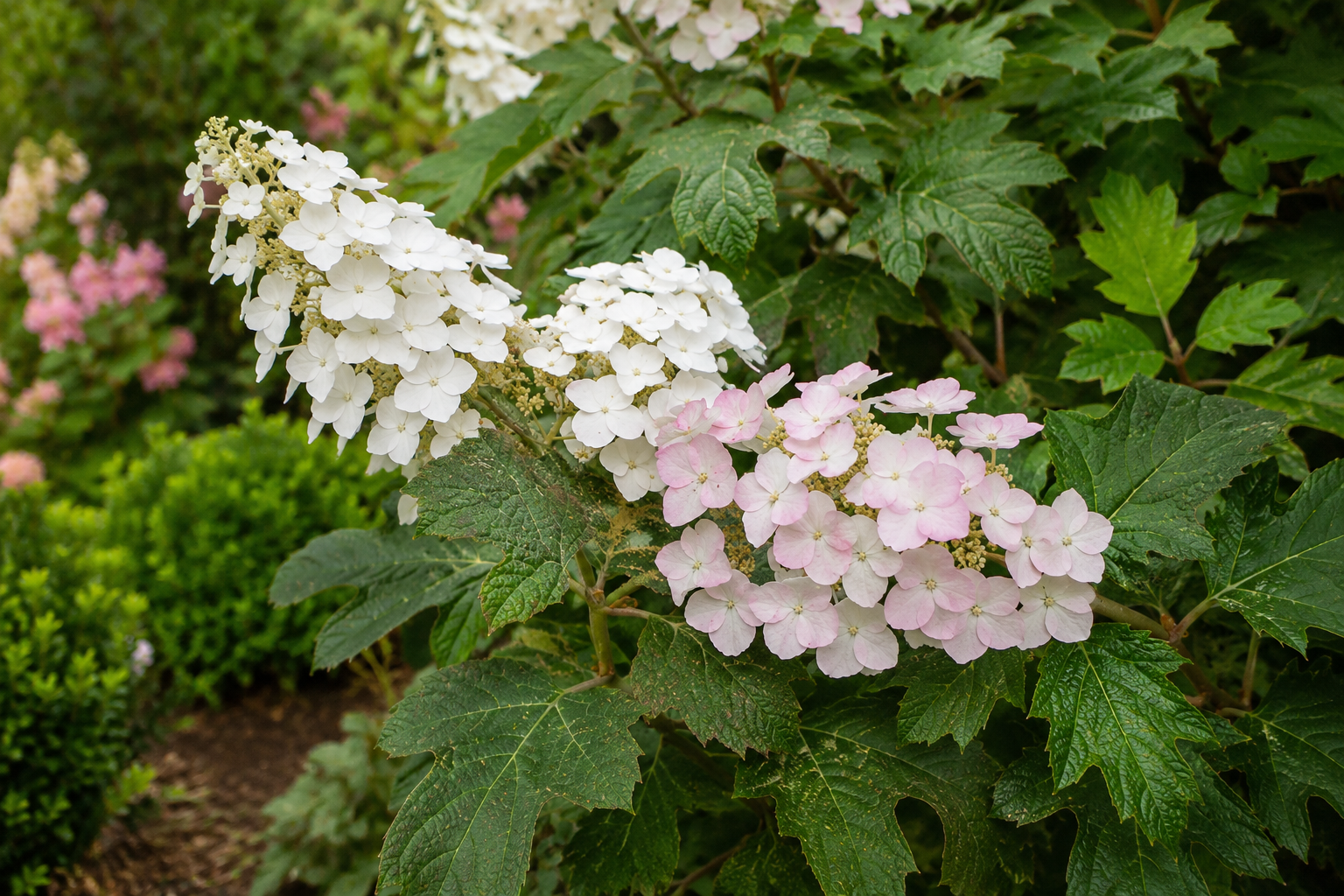 Fiori bianchi e rosa di Hydrangea Applause