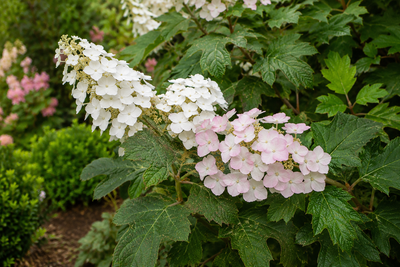 Fiori bianchi e rosa di Hydrangea Applause