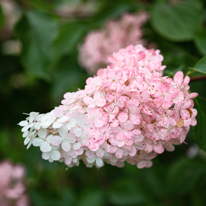Fiori bianco-rosa di Hydrangea Confetti