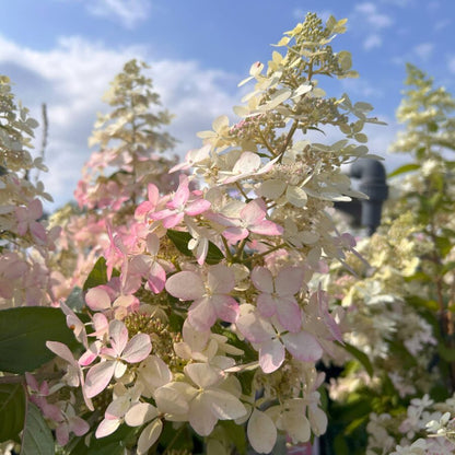 Infiorescenze rosa tenue di Hydrangea Confetti
