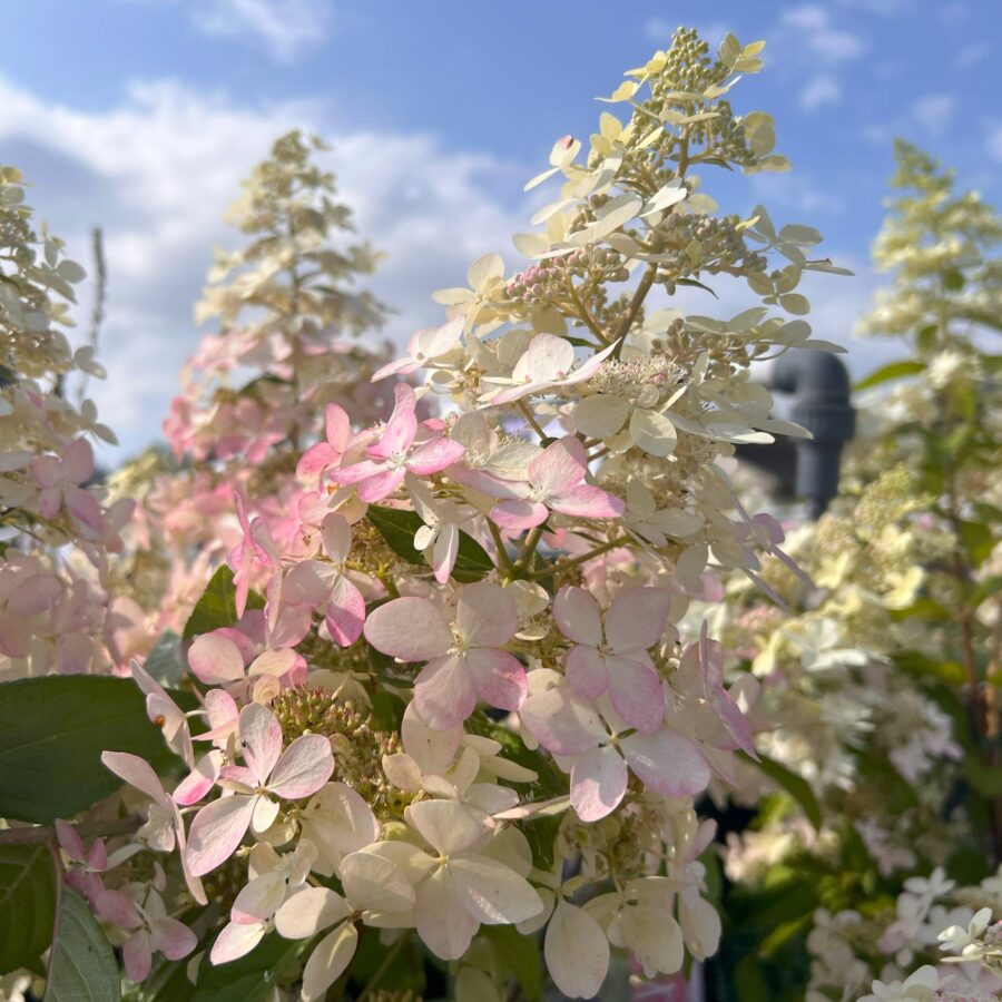 Infiorescenze rosa tenue di Hydrangea Confetti