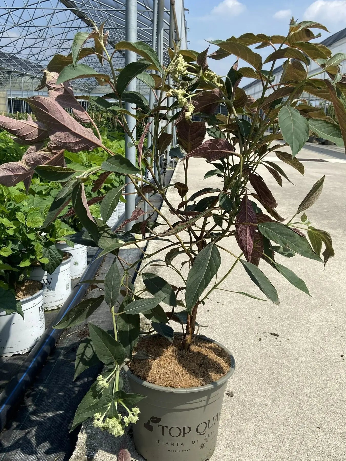 Pianta di Hydrangea Aspera Hot Chocolate in vaso