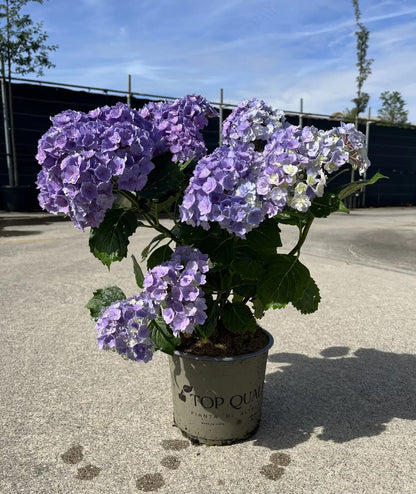 Dettaglio infiorescenza doppia stellata di Hydrangea macrophylla You And Me Together