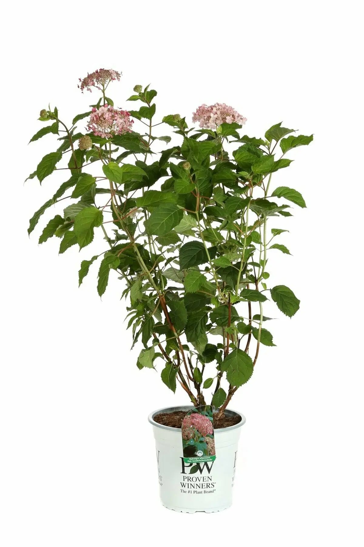Ortensia - Hydrangea arborescens 'Pink Annabelle' in vaso