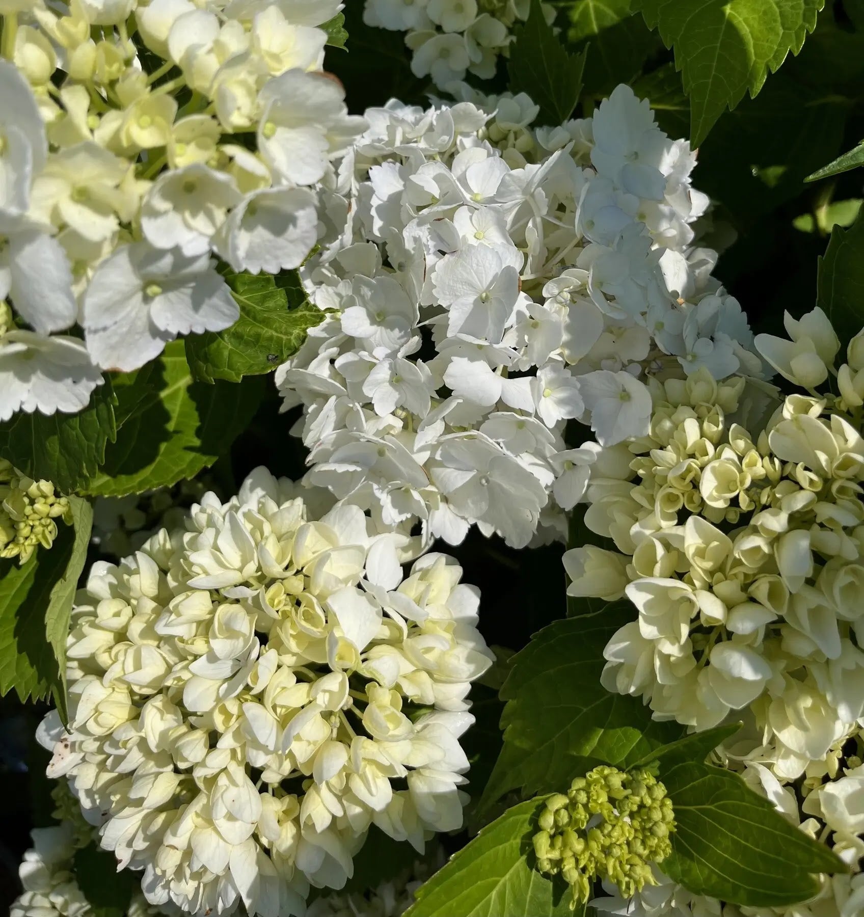 Ortensia Hydrangea macrophylla Souer Therese con abbondanti fiori bianchi globosi 