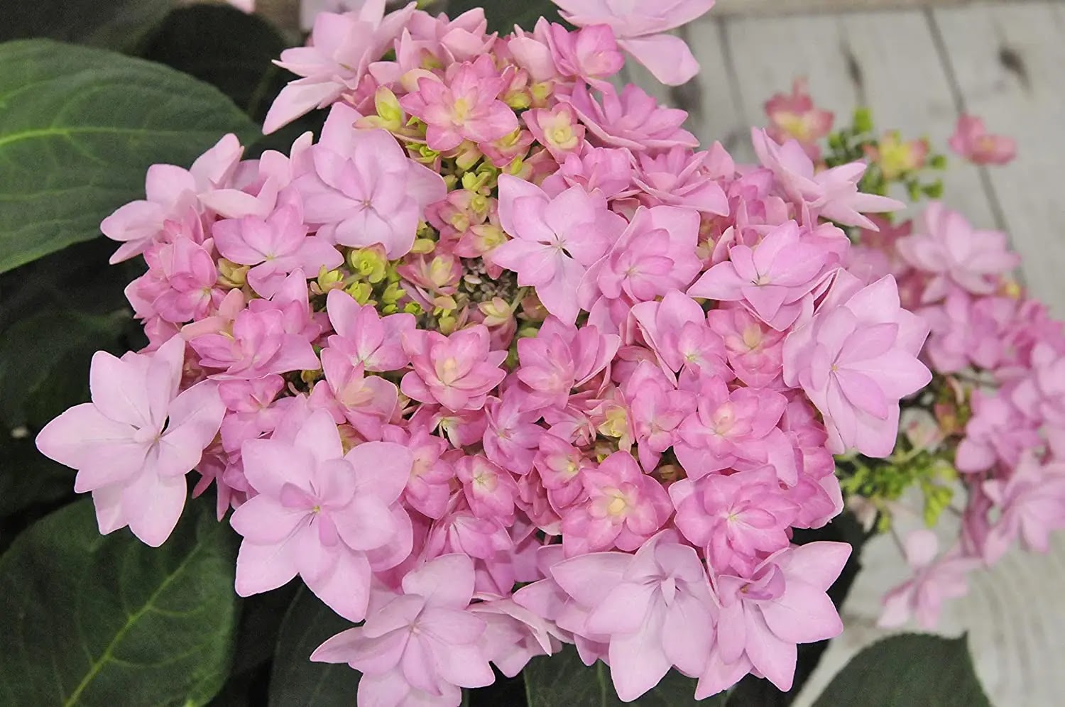 Ortensia Hydrangea macrophylla You And Me Forever con fiori rosa 