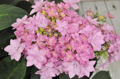 Ortensia Hydrangea macrophylla You And Me Forever con fiori rosa 