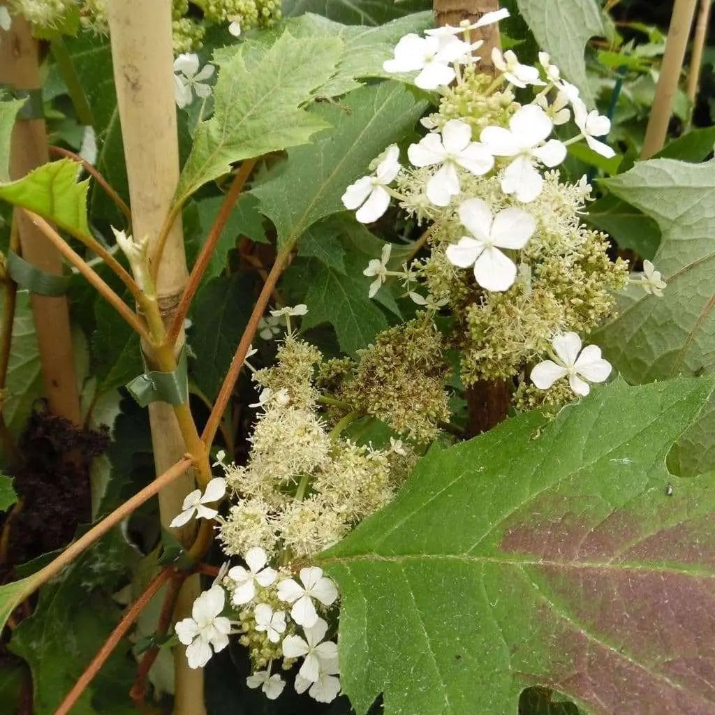Fiori bianchi di Hydrangea Ice Crystal
