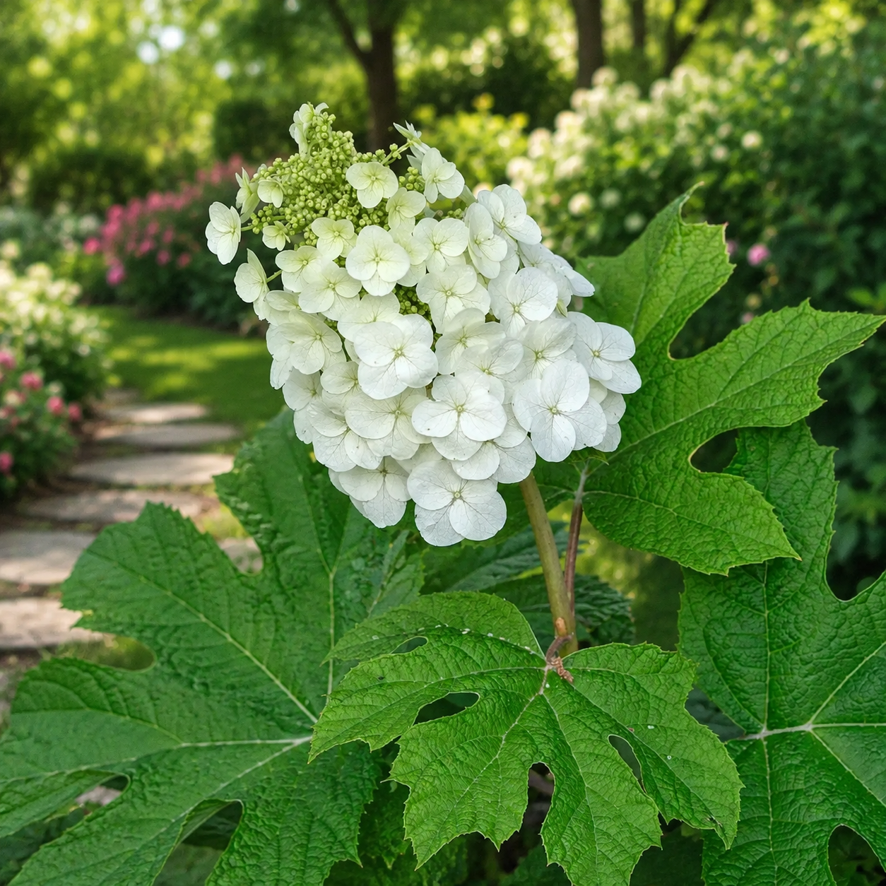 Fiori bianchi di Hydrangea Jetstream