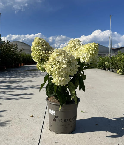 Pianta di Hydrangea Little Fresco