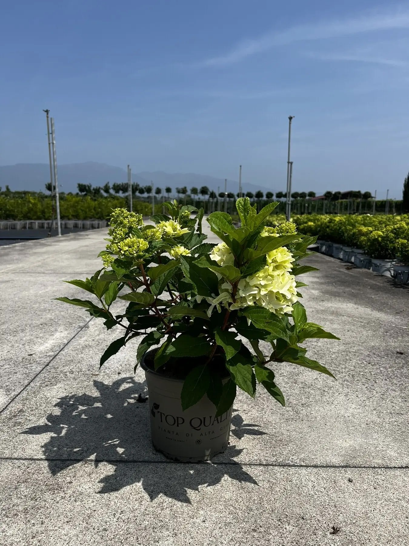 Ortensia Little Fresco con fiori in vaso