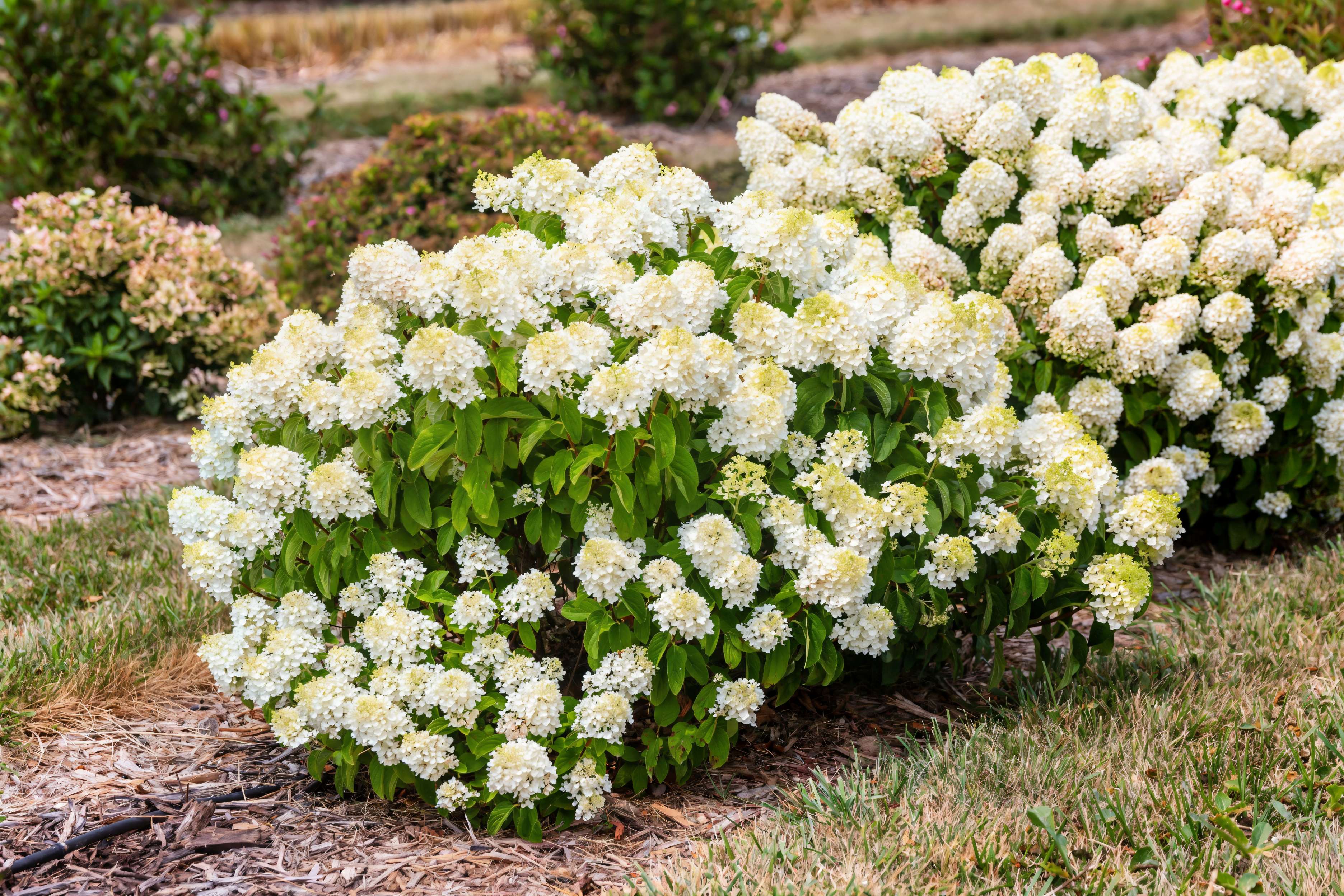 Fiori bianchi di Hydrangea Little Hottie