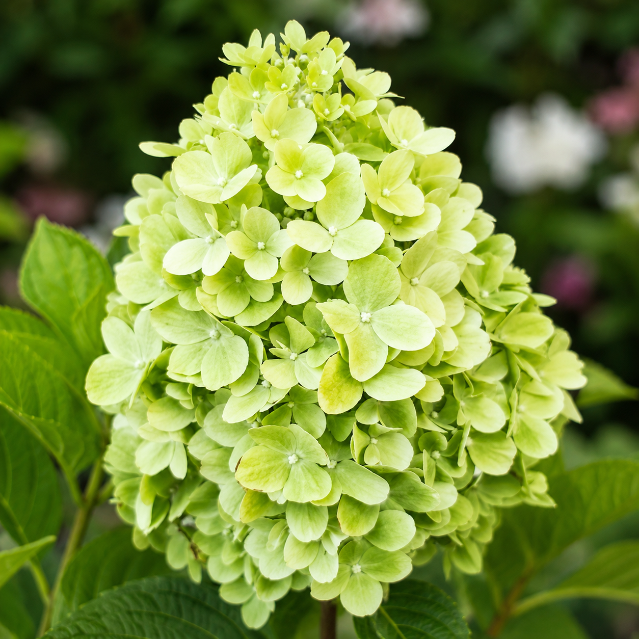 Fiori verde chiaro di Hydrangea Mojito