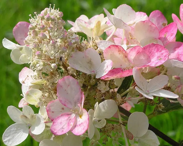 Fiori bianco-rosa di Hydrangea Pinky Winky