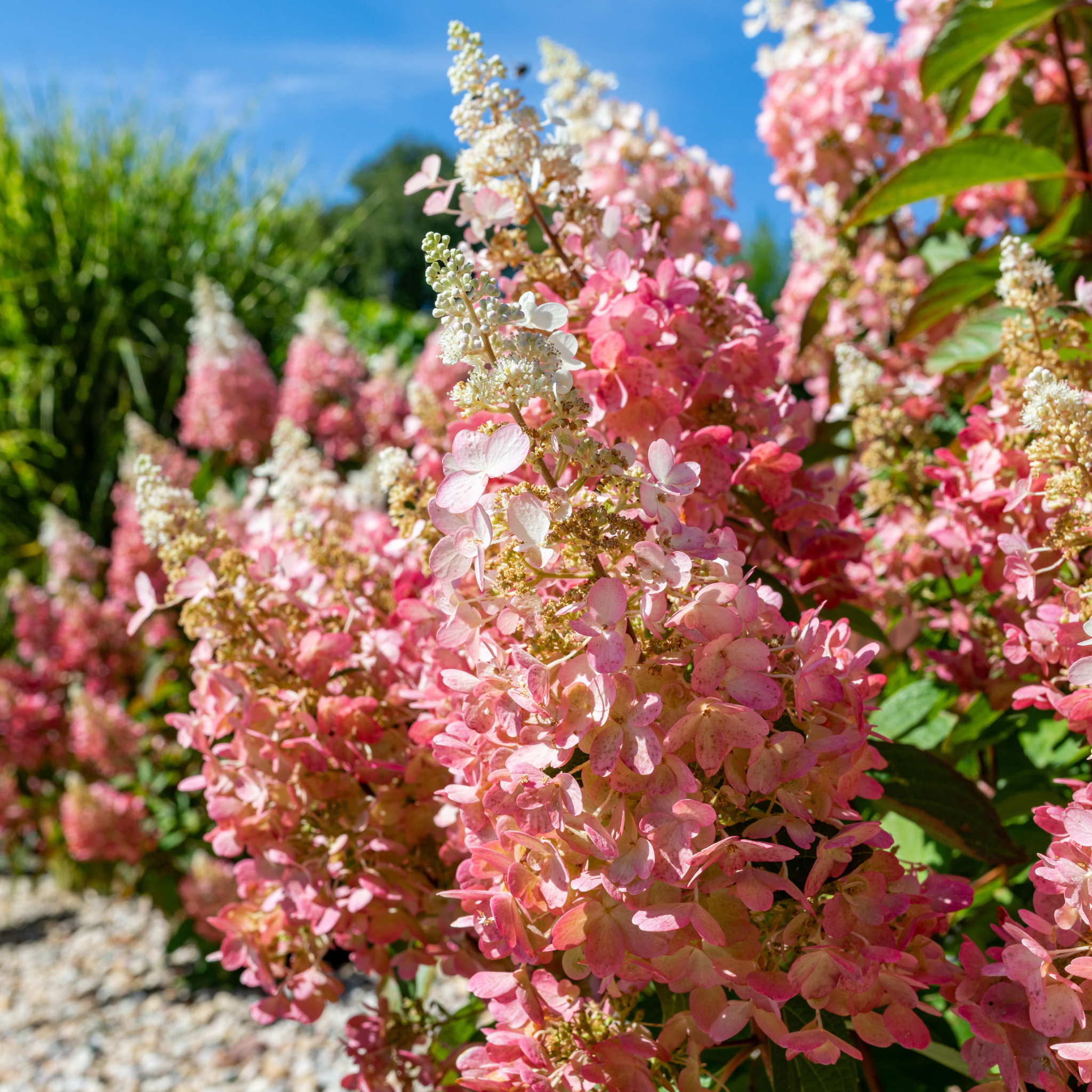 Infiorescenze rosa di Hydrangea paniculata Pinky Winky