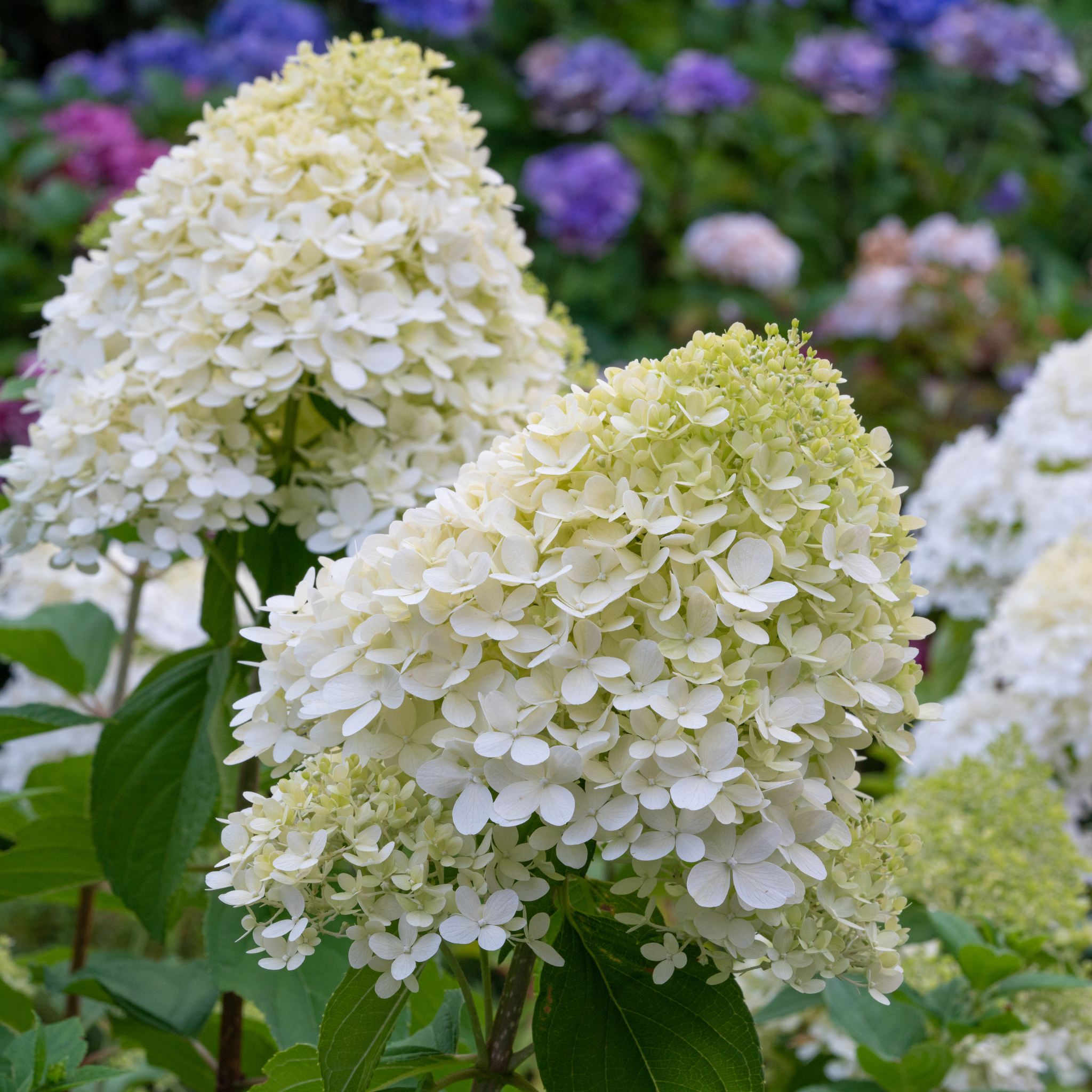 Fiori bianchi di Hydrangea Pixio