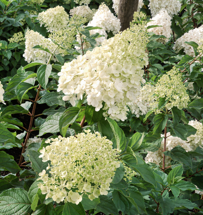Fiori bianchi di Hydrangea Polar Bear