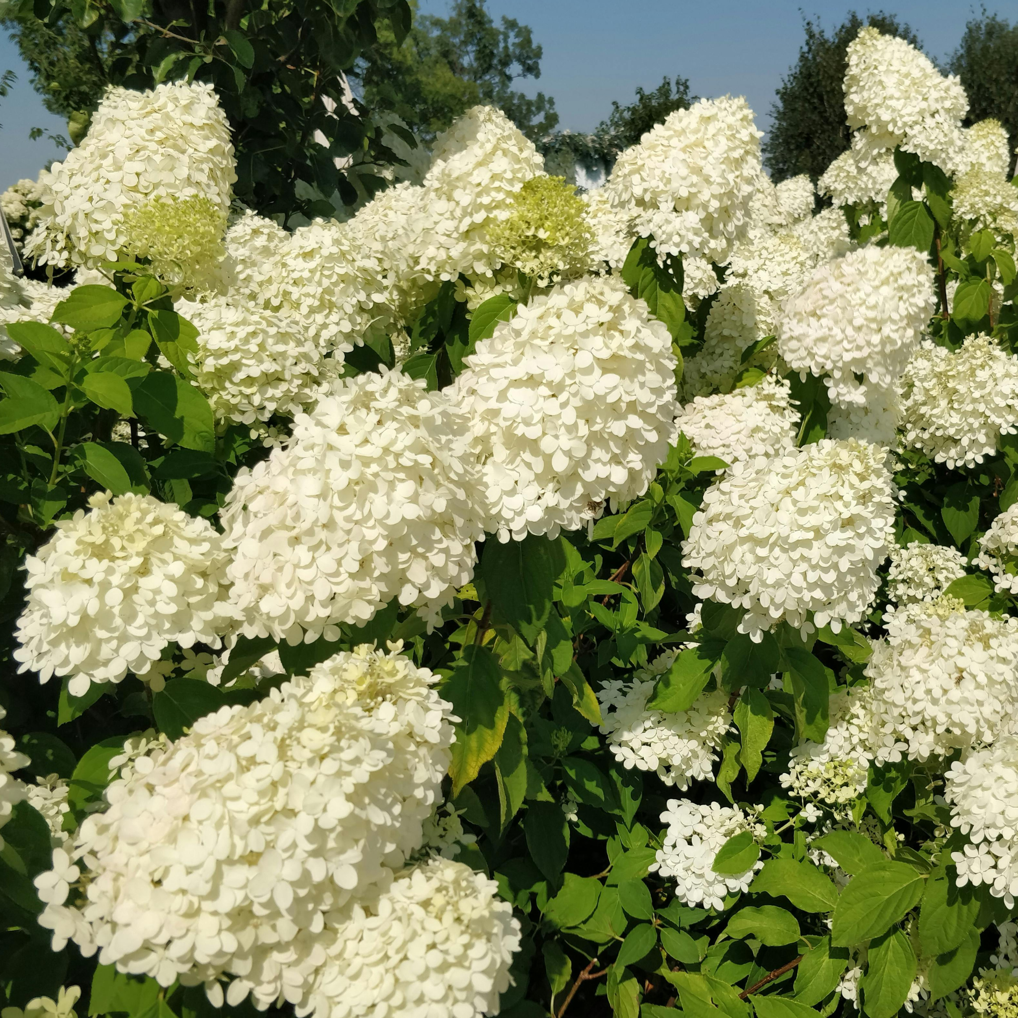 Fiori bianchi di Hydrangea Skyfall