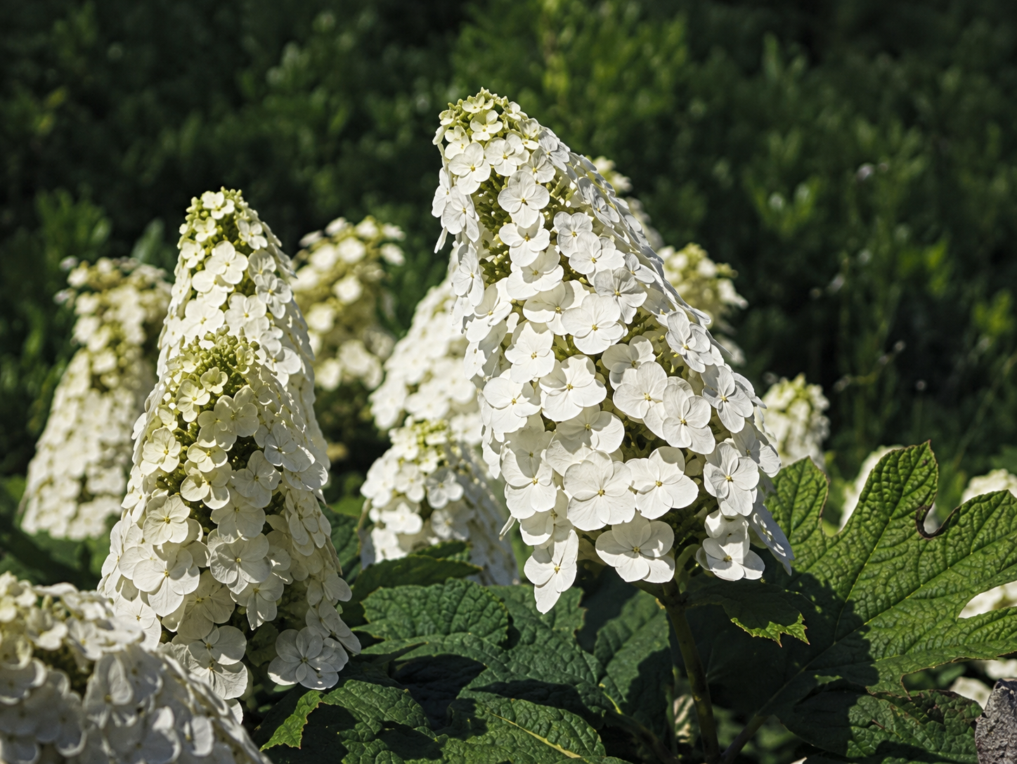 Pannocchie bianche di Hydrangea Snow Queen