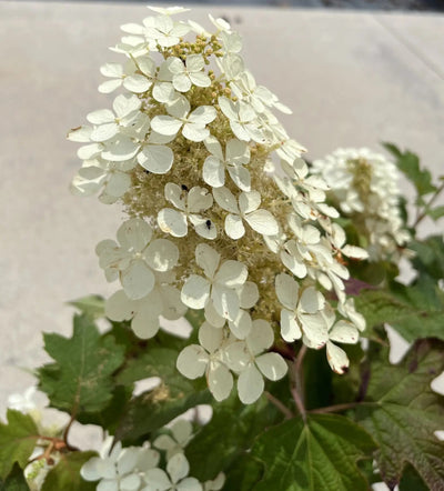 Pannocchia bianca di Hydrangea Snowflake