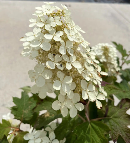 Pannocchia bianca di Hydrangea Snowflake