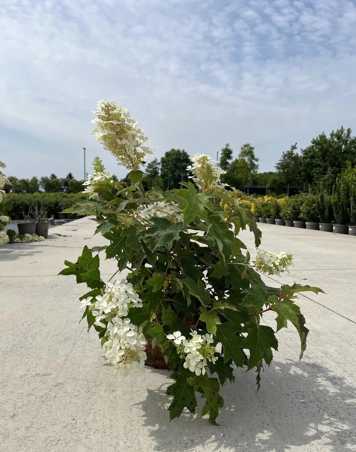 Pianta di Hydrangea Snowflake ornamentale
