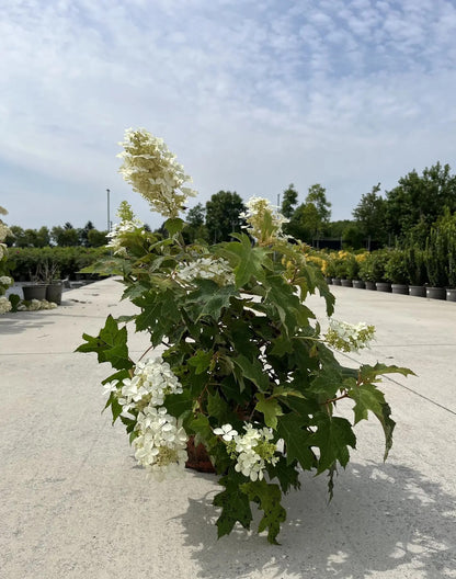 Pianta di Hydrangea Snowflake ornamentale