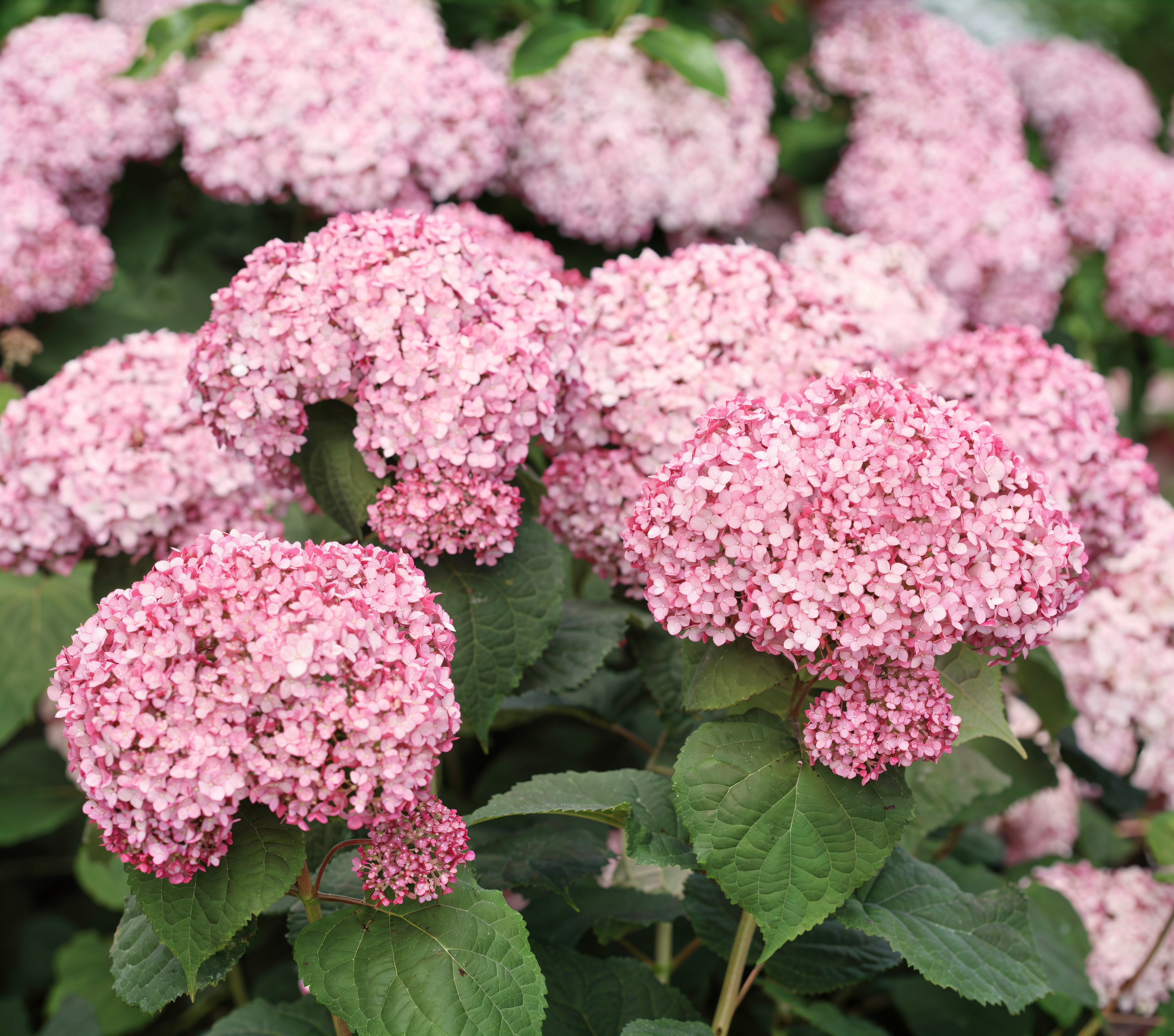 Fiori rosa di Hydrangea Sweet Annabelle