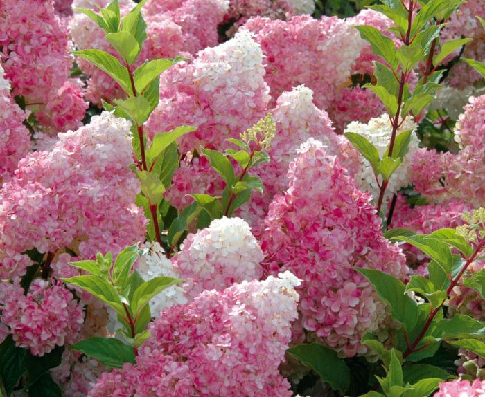 Fiori rosa e bianchi di Hydrangea Vanille Fraise
