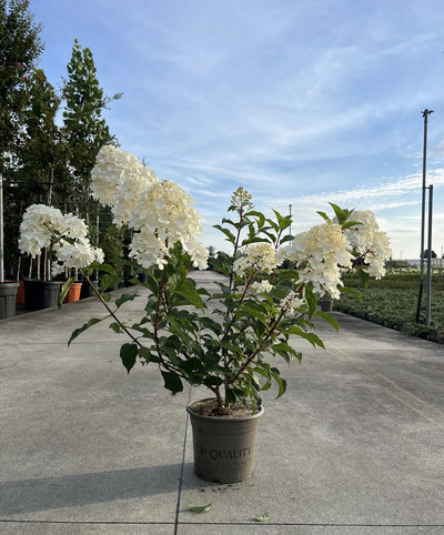 Pianta di Hydrangea Vanille Fraise