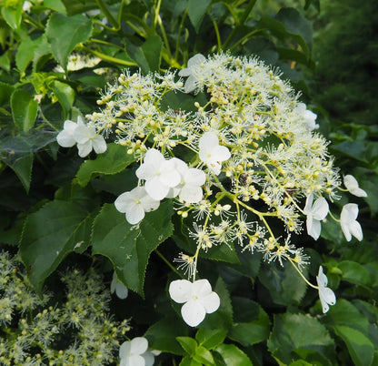 Fiori bianchi di Hydrangea petiolaris