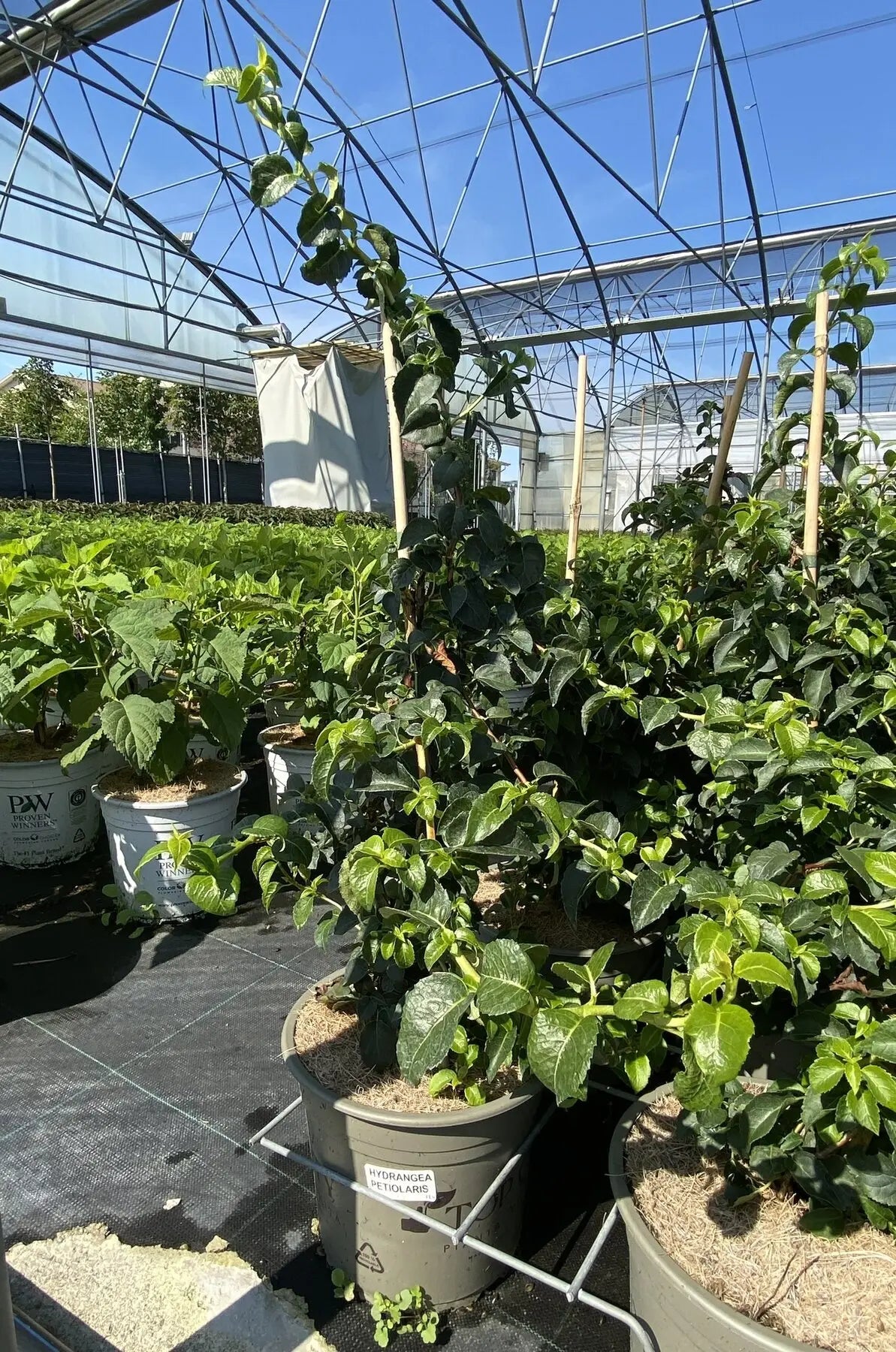 Pianta di Hydrangea petiolaris in vivaio