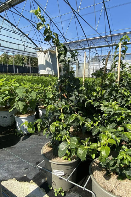 Pianta di Hydrangea petiolaris in vivaio
