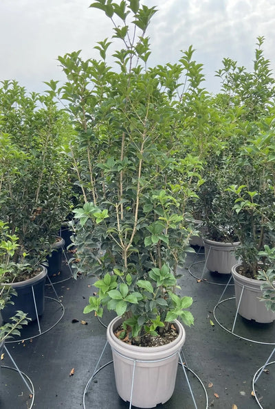 Osmanthus aquifolium