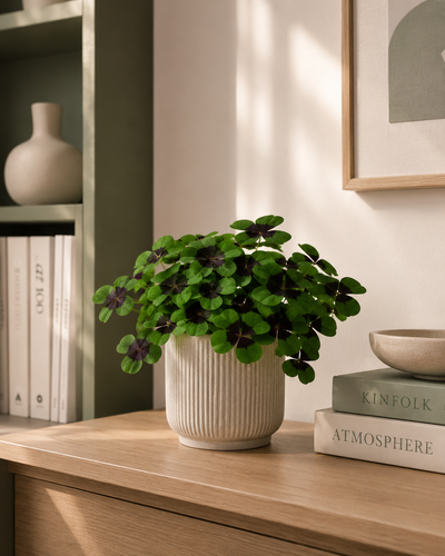 Oxalis deppei Iron Cross in ambiente minimal