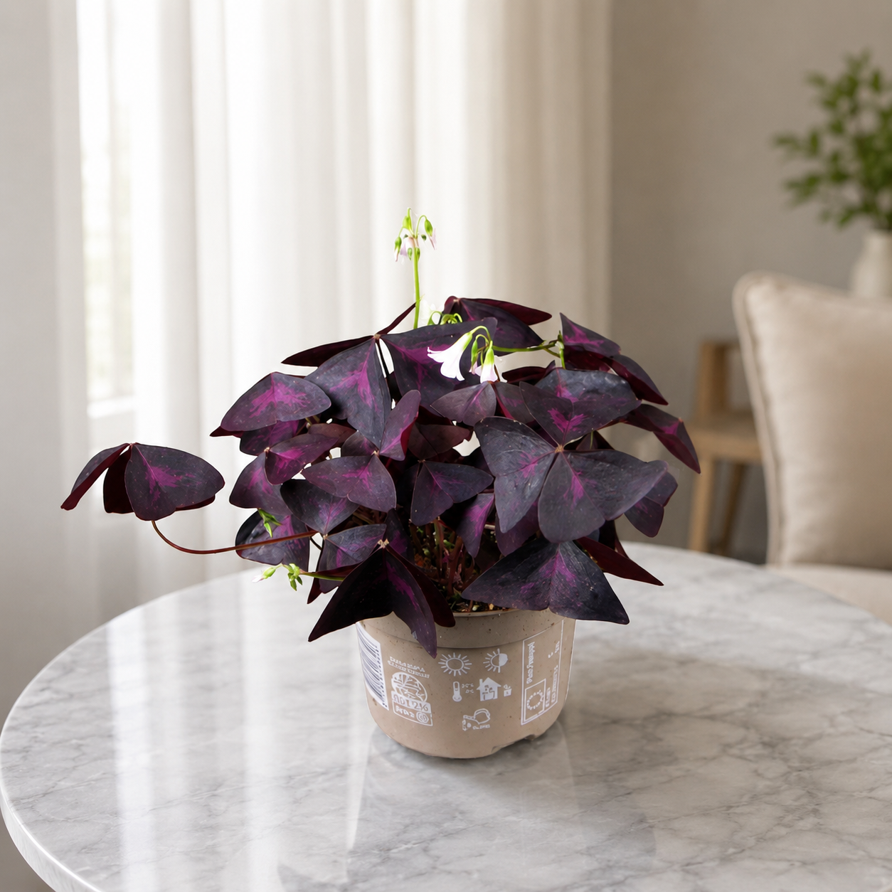 Oxalis triangularis 'Mijke' elegante