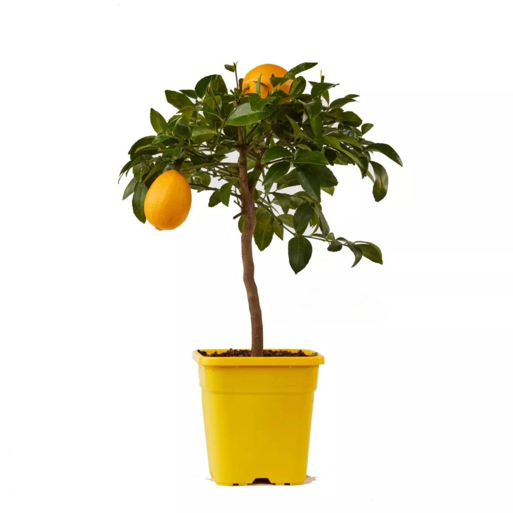 Agrume limone Meyer carico di frutti dorati tra fogliame verde brillante