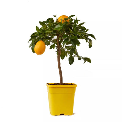 Agrume limone Meyer carico di frutti dorati tra fogliame verde brillante