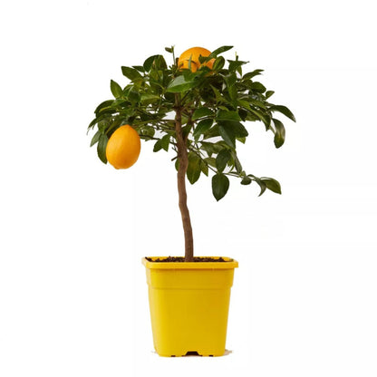 Agrume limone Meyer carico di frutti dorati tra fogliame verde brillante