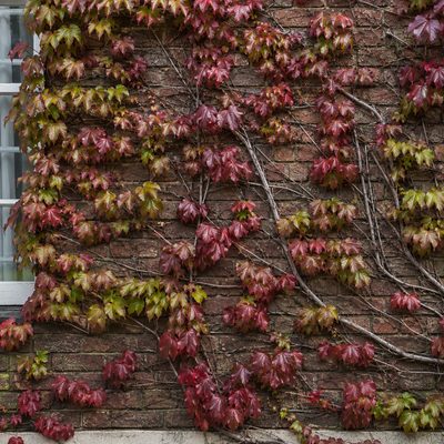 Rampicante rosso su muro in mattoni