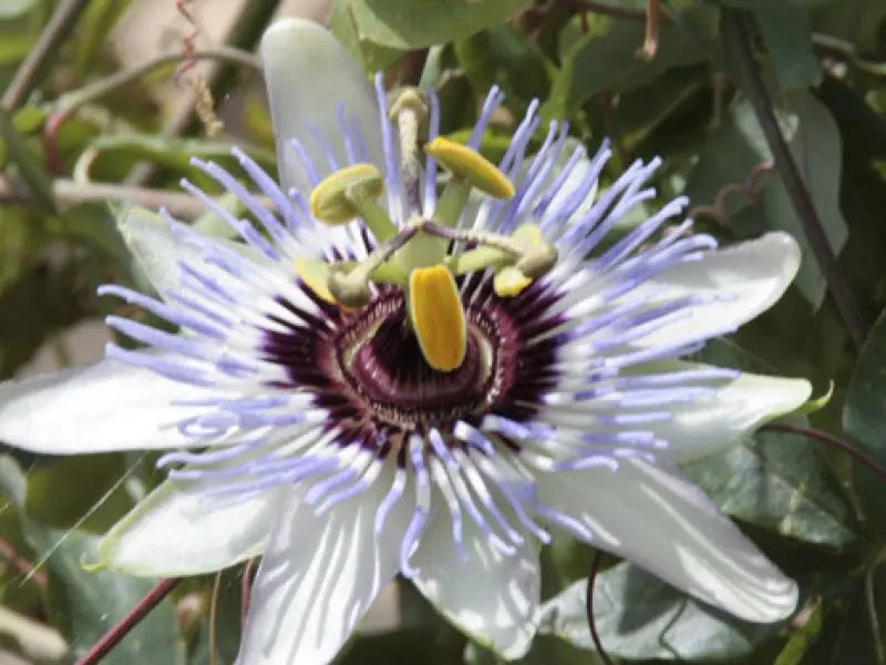 Fiore di Passiflora caerulea