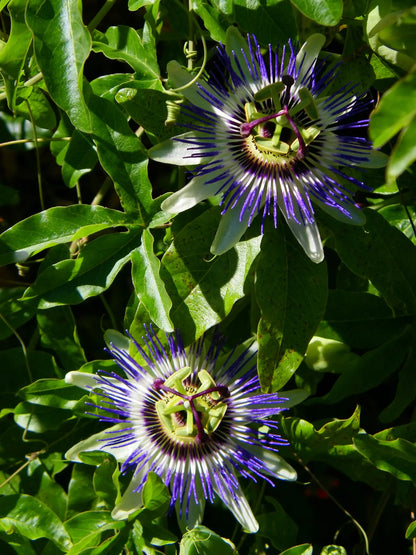 Fiore viola di passiflora tra le foglie