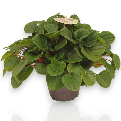Peperomia albovittata Rana verde con foglie carnose marmorizzate in vaso