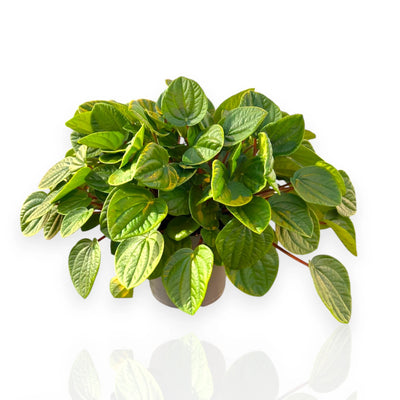 Peperomia albovittata 'Rana verde'
