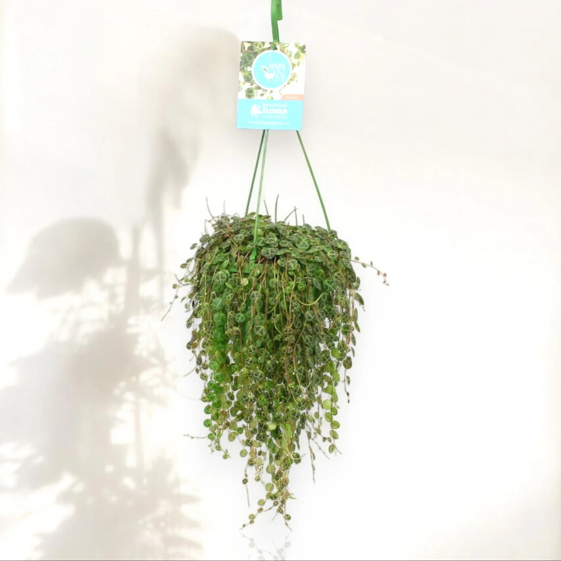 Peperomia prostrata