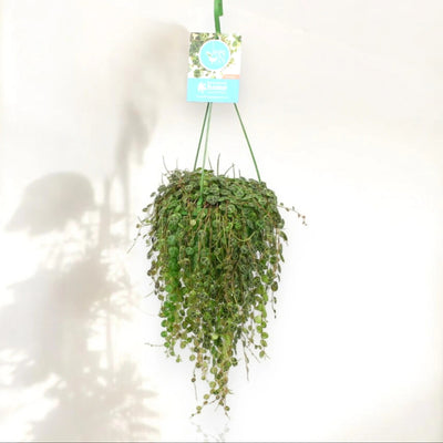 Peperomia prostrata