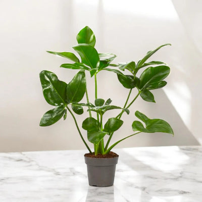 Philodendron 'Fun bun' Green wonder