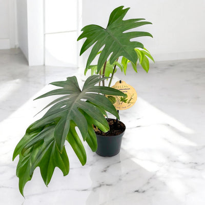 Philodendron 'Mayoi'